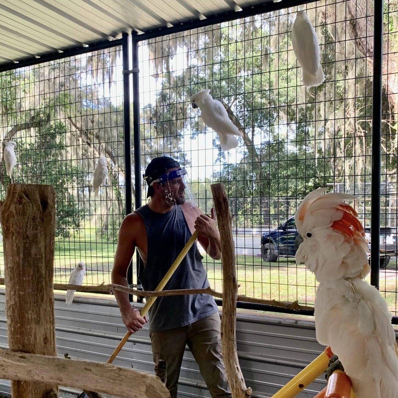 RUFFLED FEATHERS PARROT RESCUE AND SANCTUARY